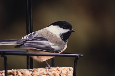 On the surface of the black and white and black birds
